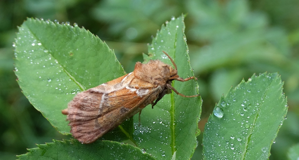 Krótkowąs leśny (Triodia sylvina)