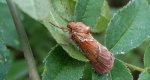 Krótkowąs leśny (Triodia sylvina)