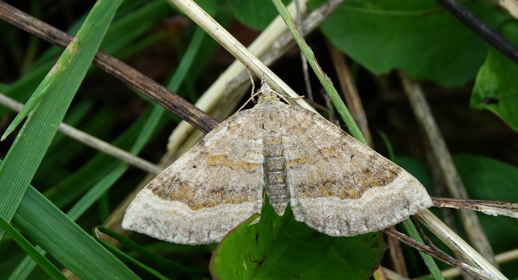 Paśnik komosiak (Scotopteryx chenopodiata)