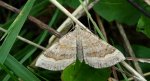 Paśnik komosiak (Scotopteryx chenopodiata)