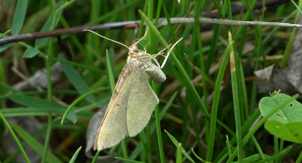 Paśnik komosiak (Scotopteryx chenopodiata)
