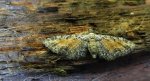 Grotnik wrotyczak (Eupithecia icterata)
