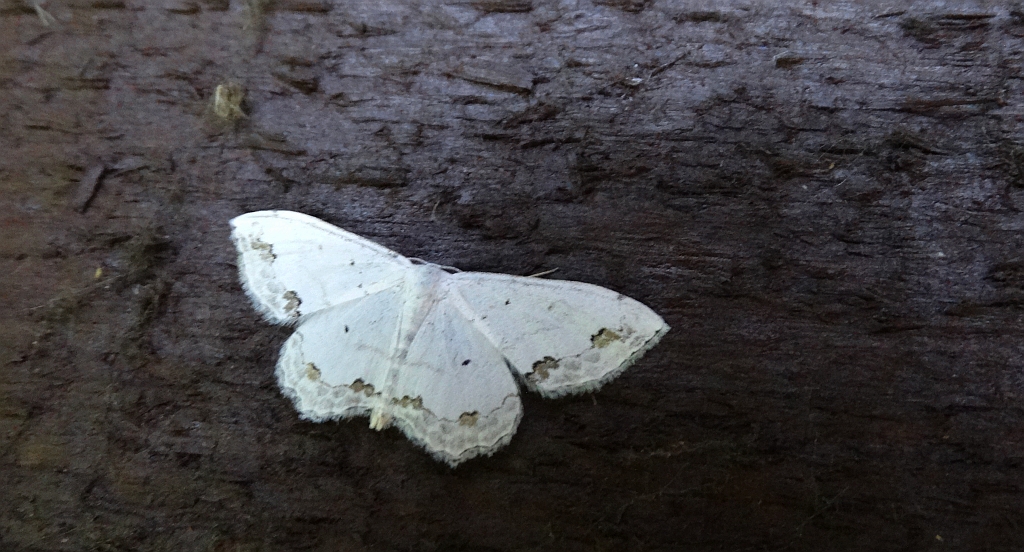 Wątlak nadobny (Scopula ornata)