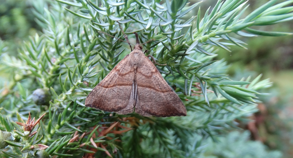 Rozszczepka śnicianka (Hypena proboscidalis)