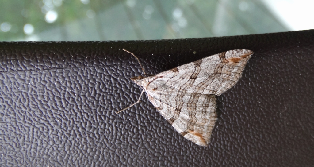 Niekrocz dziurawczak (Aplocera plagiata)