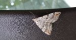 Niekrocz dziurawczak (Aplocera plagiata)
