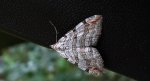 Niekrocz dziurawczak (Aplocera plagiata)