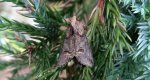 Zgrzeblica trojestka (Abrostola asclepiadis)