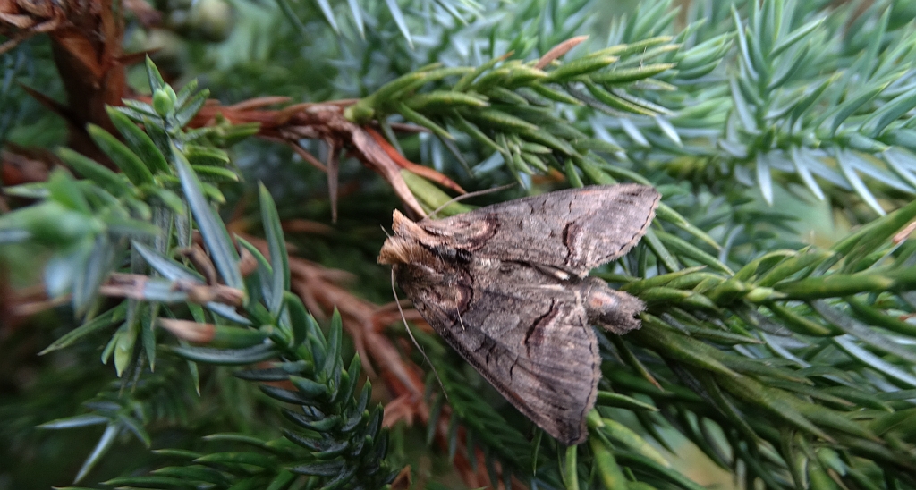 Zgrzeblica trojestka (Abrostola asclepiadis)