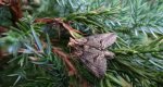 Zgrzeblica trojestka (Abrostola asclepiadis)