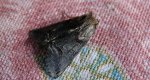 Zgrzeblica trojestka (Abrostola asclepiadis)