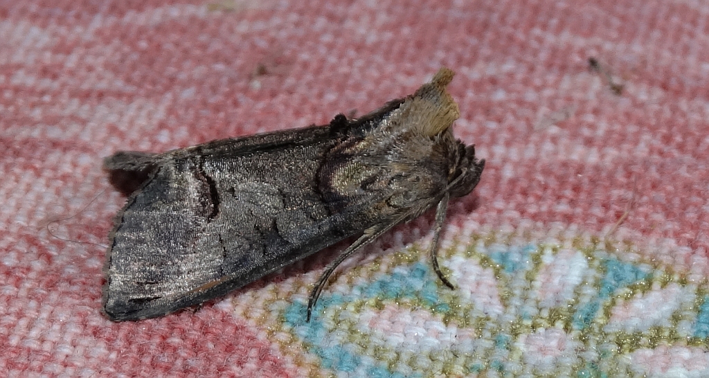 Zgrzeblica trojestka (Abrostola asclepiadis)