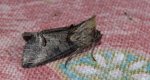 Zgrzeblica trojestka (Abrostola asclepiadis)