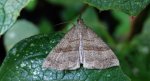 Rozszczepka śnicianka (Hypena proboscidalis)