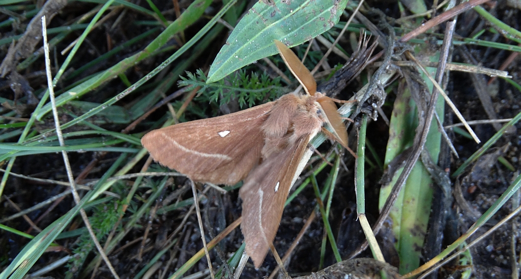 Barczatka koniczynówka (Lasiocampa trifolii)