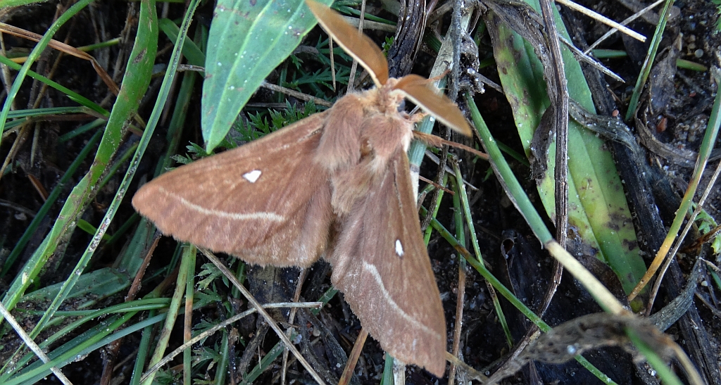 Barczatka koniczynówka (Lasiocampa trifolii)