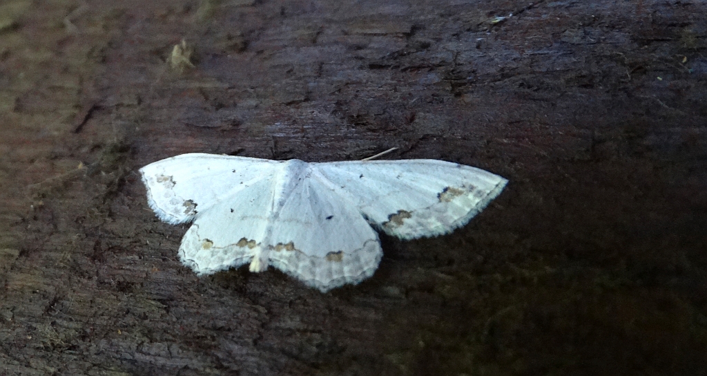 Wątlak nadobny (Scopula ornata)