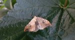 Wycinka sierpianka (Drepana falcataria)