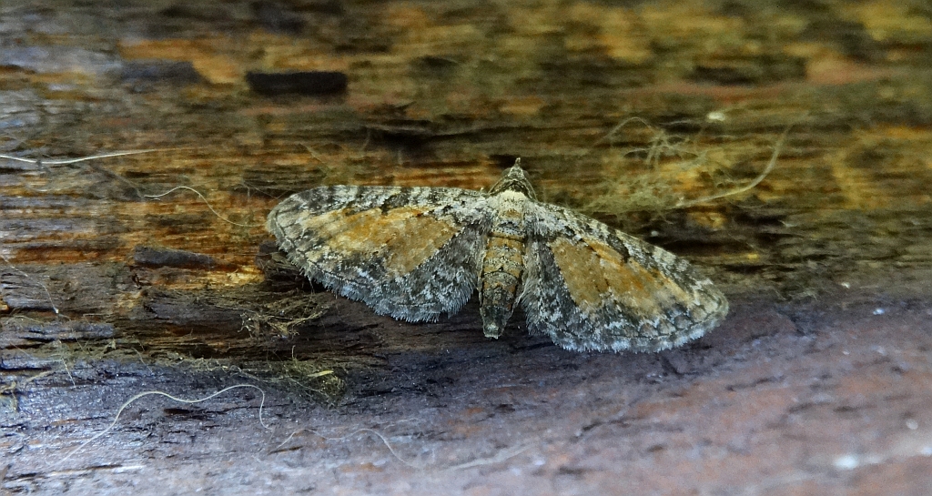 Grotnik wrotyczak (Eupithecia icterata)