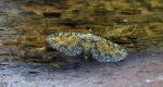 Grotnik wrotyczak (Eupithecia icterata)