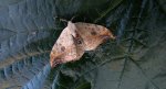 Wycinka sierpianka (Drepana falcataria)