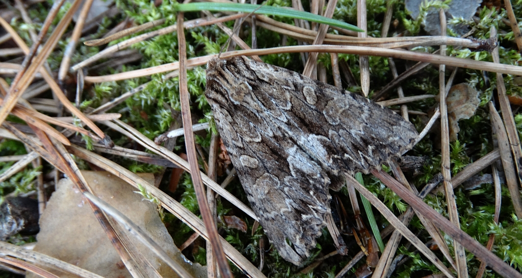 Apamea monoglypha