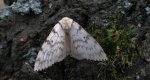 Brudnica nieparka (Lymantria dispar)