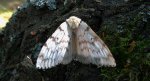 Brudnica nieparka (Lymantria dispar)