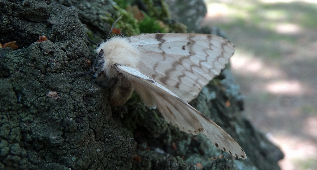 Brudnica nieparka (Lymantria dispar)