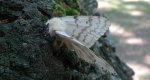 Brudnica nieparka (Lymantria dispar)