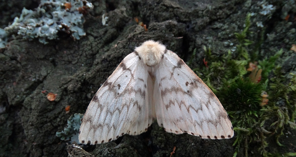 Brudnica nieparka (Lymantria dispar)