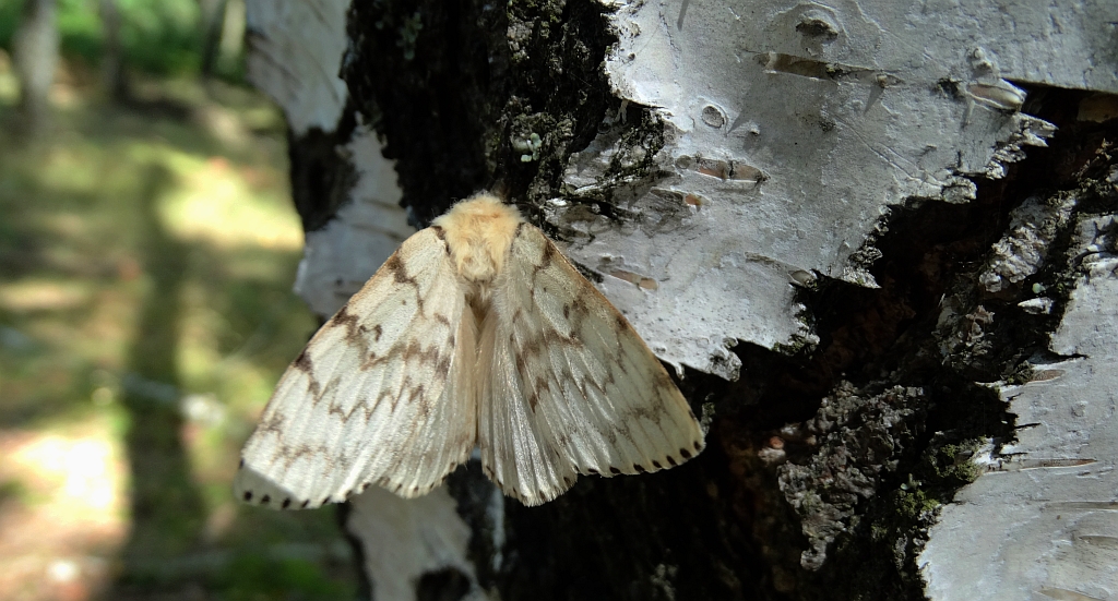 Brudnica nieparka (Lymantria dispar)