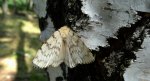 Brudnica nieparka (Lymantria dispar)