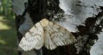 Brudnica nieparka (Lymantria dispar)