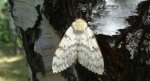 Brudnica nieparka (Lymantria dispar)