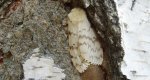 Brudnica nieparka (Lymantria dispar)