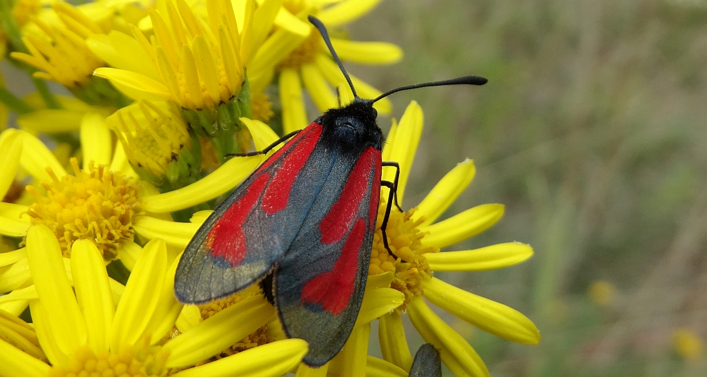 Kraśnik purpuraczek (Zygaena purpuralis)