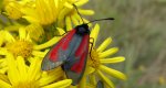 Kraśnik purpuraczek (Zygaena purpuralis)