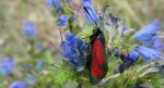 Kraśnik purpuraczek (Zygaena purpuralis)