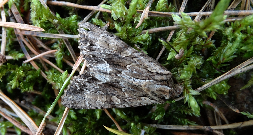 Apamea monoglypha