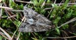 Apamea monoglypha