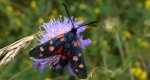 Kraśnik goryszowiec (Zygaena ephialtes)