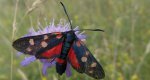 Kraśnik goryszowiec (Zygaena ephialtes)