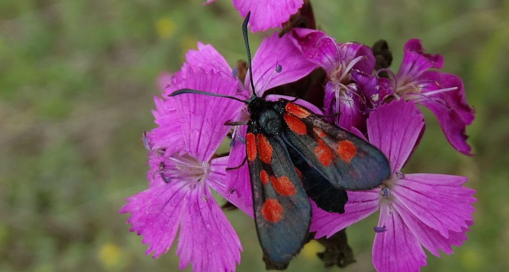 Kraśnik wykowiec (Zygaena viciae)