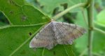 Witalnik sosnowiak (Macaria liturata)