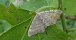 Witalnik sosnowiak (Macaria liturata)