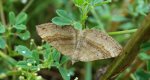 Paśnik komosiak (Scotopteryx chenopodiata)