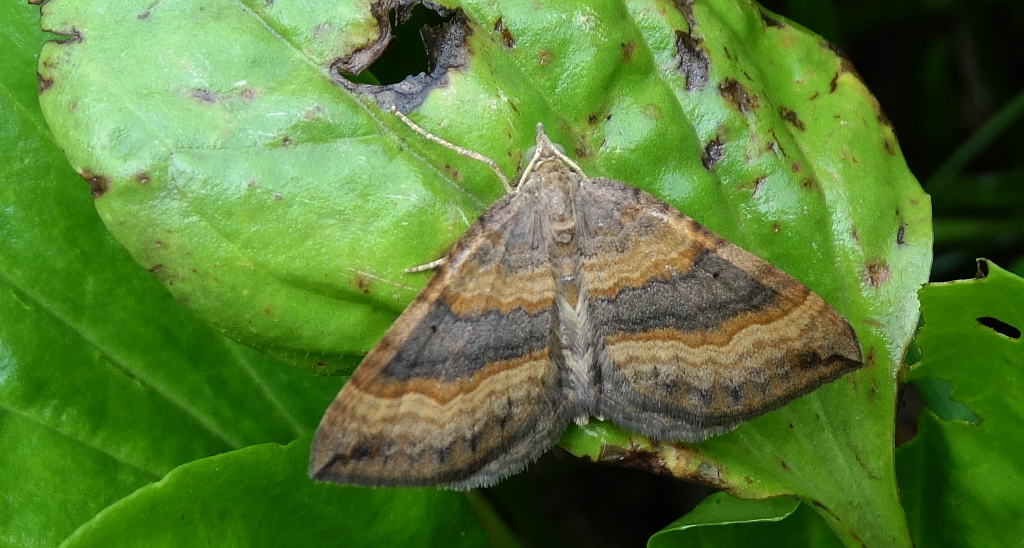 Paśnik komosiak (Scotopteryx chenopodiata)