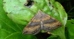 Paśnik komosiak (Scotopteryx chenopodiata)