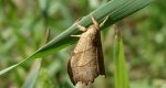 Wycinka jaszczurówka (Falcaria lacertinaria)